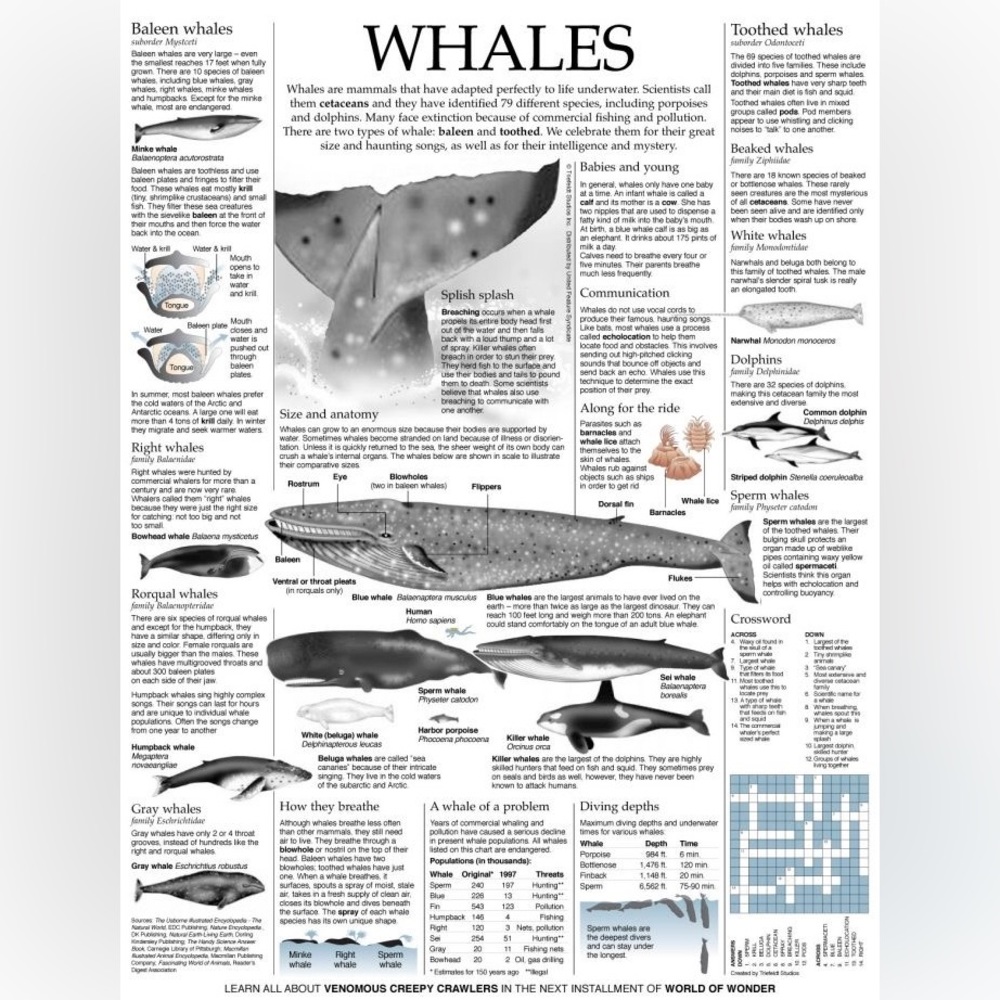$3 WHALE STICKERS. 3 SHEETS. $3 if bundled - Picture 2 of 4
